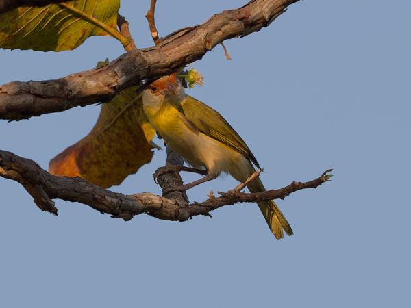 Roodbrauwpeperklauwier (Cyclarhis gujanensis)